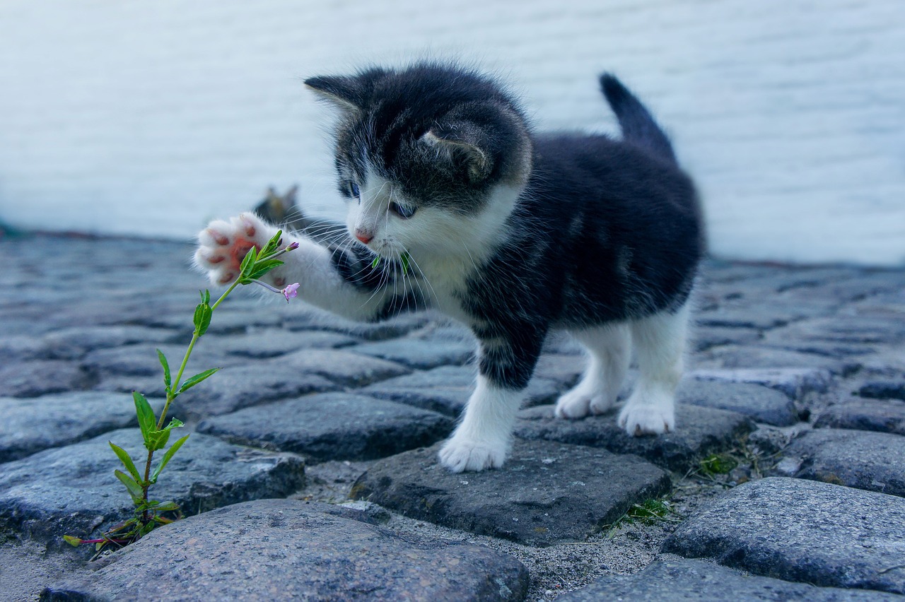 Understanding the Gentle Nature of the Russian Blue